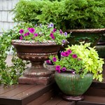 Горшок пластиковый Горшок пластиковый