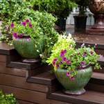 Цветочницы Цветочницы