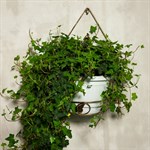 Цветочница настенная