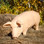 Садовая фигура Свинка F01227 - фото 50050 Садовая фигура Свинка F01227 - фото 50050