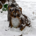 Медвежонок большой F07247 - фото 52479