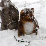 Медвежонок большой F07247 - фото 52480