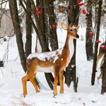 Фигура Олень Фигура Олень