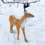 Фигура для сада