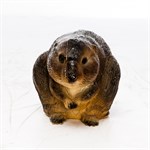 Фигура Ондатра