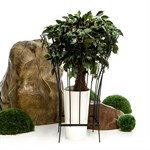 Опора для растений кованая