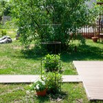 Шпалера для растений