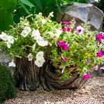 Кашпо для садовых растений Пень двойной F08490 F08490 - фото 57935