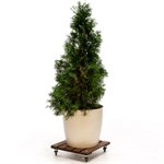 Подставка для цветов напольная 12-079 12-079 - фото 59077