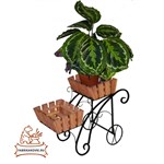 Цветочница садовая