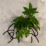 Настенная подставка для цветов 15-853 15-853-B - фото 63429