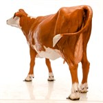 Фигура Корова для сада U08963