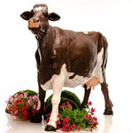 Фигура садовая корова U08963-1