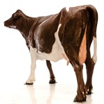 Корова U08963-1