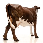 Фигура корова симментальская