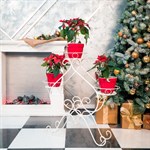 Цветочница 11-003-WG