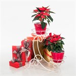 Цветочница кованая 11-012-WG