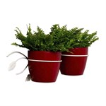 Белая цветочница