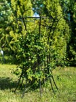 Опора для растений 58-914