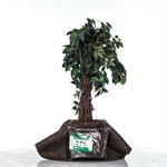 Приствольный круг для растений