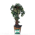 Приствольный круг 10 шт диаметр 40, 60 см H202-00 - фото 83343