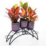 кованая цветочница