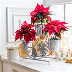 для цветов для цветов