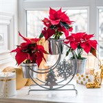 цветочница цветочница