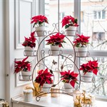 для 9 растений