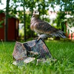 фонтан орёл