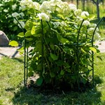 секция опоры для растений