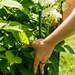 для роста садовых растений