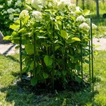 для роста растений для роста растений