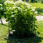 для роста растений