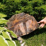 декоративная крышка люка