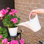 для 5 горшечных растений