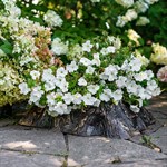 для ландшафтного дизайна