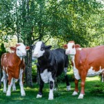 фигуры коров