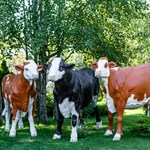 из стеклопластика