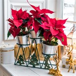 в подарок на новый год