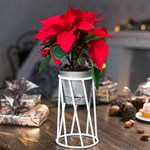 66-604 цв.белый 66-604 цв.белый