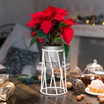 настольная настольная