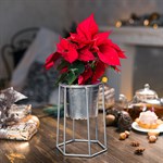 на одно кашпо