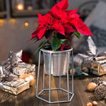 для одного растения