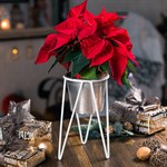 на онор кашпо